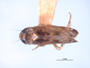 Habitus, dorsal view on Scaphytopius obliquus (Walker, 1851): Male holotype of Platymetopius retusus Van Duzee, 1937, a junior synonym. Photo from CAS. (Observation).