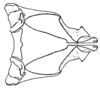 Spathalium audouinii (Blanchard, 1836): Fig. 12. phallic complex, dorsal view. (Otu).