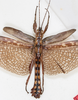 CollectionObject 1561350; 1adf552d-2146-4e4d-a9d2-f1cac6f562a3: copyright MHNG, Geneva. male, ventral view (holotype). (CollectionObject).
