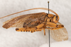 CollectionObject 1531222; 0334a481-5fd2-4ecc-a334-419ad39aeb08: male, lateral view (holotype). (CollectionObject).