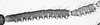 Stylus.: !! display not done !! on Anoecia (Anoecia) corni (Fabricius, 1775): Antennal segments:III and IV of Anoecia corni. (Observation).