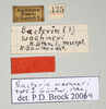 CollectionObject 1563756; 83cbfd78-fadb-461b-9fc7-5597cde468ca: copyright MIZ. female, data labels (paratype). (CollectionObject).