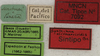 CollectionObject 1535908; 36f725c3-de8e-4d3d-8dc8-ee418e4ab55c: labels (syntype of S. olivaceoviridis). (CollectionObject).