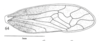 Forewing: !! display not done !! on Microcentrus diabolus Cryan, Robertson & Deitz, 2004: (Observation).