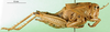 CollectionObject 1477910; 8700d41f-1ab6-4611-bd1d-a46a02a5cfce: female, lateral view (syntype). (CollectionObject).