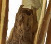 CollectionObject 1529814; 3abe0461-5db6-425d-a976-b320d7f08937: male cerci (holotype). (CollectionObject).