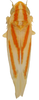 Habitus, dorsal view on Erythridula sincera (Johnson, 1935): Habitus (OSU collection). (Observation).