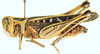 Tylotropidius didymus (Thunberg, 1815): female, lateral view. (Otu).