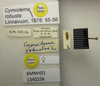 CollectionObject 1595324; d667da64-777e-4022-82fa-a1ff98d3b60c: Cymodema robusta. Paratype. (BMNH) - (CC BY-NC 4.0) Photo by Stuart Cole, reproduced with permission from the Natural History Museum, London, UK. (CollectionObject).