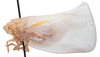 Habitus, lateral view: !! display not done !! on Lawana candida (Fabricius, 1798): (Observation).