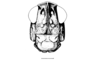 Peplacris recutita Rehn, 1942: Fig. 110. male, head and pronotum, frontal view. (Otu).
