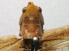 CollectionObject 1517117; 7ec5dab8-561d-4787-a846-87c0e3010b34: female pronotum, dorsal view (lectotype). (CollectionObject).