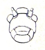 Afromecopoda monroviana (Karsch, 1886): Pl. III, Fig. 10. female face (Mecopoda monroviana). (Otu).