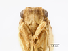 Head: !! display not done !! on Philatis vicinus Van Duzee, 1933: (Observation).