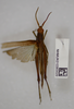 CollectionObject 1577886; 1fcea210-ad07-4db0-ad1f-0627048e5fc8: male, dorsal view. (CollectionObject).