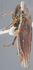 Habitus, lateral view on Cuerna angusta Nielson, 1965: Lateral. (Observation).