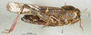 CollectionObject 1568989; 1cda1e7f-2118-4ff8-aa00-a3c80c9617fb: female, lateral view (paratype of Gastrimargus africanus var. zebrata). (CollectionObject).