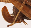 CollectionObject 1534658; 8684808b-f2ba-434d-948a-15eafb88a8eb: female ovipositor (holotype). (CollectionObject).