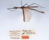 CollectionObject 1558790; dde591f1-ae7c-4b9a-b91e-9e6c06edb43d: copyright ZMUH, Hamburg. male, lateral view of synonym Galactea titschacki (holotype). (CollectionObject).
