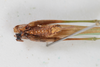 CollectionObject 1505681; bd75f36b-ca28-4097-835e-6cf12b12c842: female, ventral view (syntype #3). (CollectionObject).