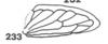 Hind wing on Anisostylus stylatus Caldwell, 1949: (Observation).