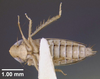 Habitus ventral view: !! display not done !! on Destria bisignata (Sanders & DeLong, 1923): (Observation).