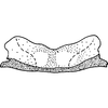 Pygofer, dorsal view on Empoasca (Empoasca) anilla Ross, 1959: Apodemes I and II. (Observation).