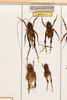 CollectionObject 1531305; a1cc15af-0db5-49c5-8bf9-5d9f54176488: female, on drawer (syntype). (CollectionObject).