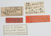 CollectionObject 1533863; 28d15f56-b9b8-4d2f-8770-ab6aa7d46628: labels (holotype). (CollectionObject).