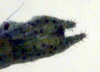 Kawanaphila mirla Rentz, 1993: male cerci (paratype). (Otu).