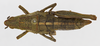 CollectionObject 1523778; 620616c5-2c8a-47e7-93fd-4122aa6299d7: female, dorsal view (holotype). (CollectionObject).
