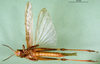 CollectionObject 1501072; bd2f0388-65fb-460d-a211-e696e60ae6d3: male, ventral view (syntype of Locusta migratoria burmana). (CollectionObject).