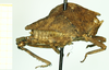 CollectionObject 1532579; 996c6bc6-eb15-4442-a855-386fc761073a: male, lateral view (syntype). (CollectionObject).