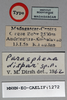 CollectionObject 1540621; 9f9c6362-50ed-49d9-b2d8-35276286bac8: labels (holotype). (CollectionObject).