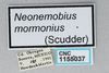 CollectionObject 2869072; CNCI 1155049, 51f67a53-5831-4184-8ada-97c30add16b9: Neonemobius mormonius. (CollectionObject).