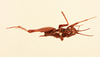 CollectionObject 2066951; NHMUK015982226, 4c211439-2765-42a6-a34a-d12e4aaa10eb: male, dorsal view (holotype of Machamata armata). (CollectionObject).