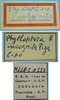 CollectionObject 1542774; DEES #10133, 988059e7-d584-48c3-80f4-fe8f5f5a360a: female, labels (holotype of Phylloptera incognita). (CollectionObject).