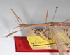 CollectionObject 1561862; 65cbe604-7b31-4514-8f55-f751c1969d07: copyright ZMHB, Berlin. male: head & thorax, lateral view (holotype). (CollectionObject).