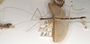 CollectionObject 1594952; f15283ee-bda5-4f1e-9e00-9ea99600301a: copyright OUMNH. male, lateral view (paralectotype). (CollectionObject).