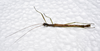 CollectionObject 1580916; 4be9ea67-b6c6-4442-95d9-f54fcc75364a: copyright FRCS, Sabah. male (holotype). (CollectionObject).