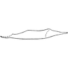 Pygofer appendages on Empoasca (Empoasca) panisca Ross & Moore, 1957: Pygofer process, lateral view. (Observation).