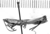 CollectionObject 1523718; 640a30a9-e7bc-455a-8d43-af129f3b8b2d: male, lateral view (lectotype of Calamacris (Atyphoscirtus) californicus). (CollectionObject).
