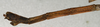 CollectionObject 1561111; NMW 562, c8c289c5-6eeb-4377-9154-e7622fc126bd: copyright NMW, Vienna. male: end of abdomen, lateral view (paralectotype). (CollectionObject).