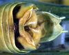 Idiostatus inermoides Rentz, 1973: male cerci (paratype). (Otu).