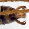 CollectionObject 1539648; 2e85d8d8-a644-4cb5-97bf-2dbbf76a71ee: male cerci (syntype). (CollectionObject).;CollectionObject 1539649; 5e308dca-8056-47c1-bdb5-c15e234c7dc5: male cerci (syntype). (CollectionObject).