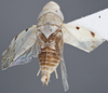 Habitus, dorsal view on Euzyginella marki Dietrich, 2013: Dorsal. Paratype. (Observation).