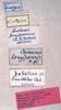 CollectionObject 1534699; ff1d96fe-631e-4577-905a-72d333e070ad: male labels (syntype of Mataeus longipennis). (CollectionObject).