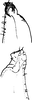 Subgenital plate, ventral view on Bolanusoides bohater Dworakowska, 1988: Subgenital plate. (Observation).