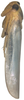 Habitus, lateral view: Habitus, lateral view. (Observation).