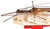 CollectionObject 1562146; c3916979-da30-4d1c-99d5-7770dabd132d: Copyright MNCN, Madrid. male: head and thorax, dorsal view (syntype). (CollectionObject).;CollectionObject 1562147; 0defbfe2-019a-4fa3-8d4a-2f1fd628354a: Copyright MNCN, Madrid. male: head and thorax, dorsal view (syntype). (CollectionObject).